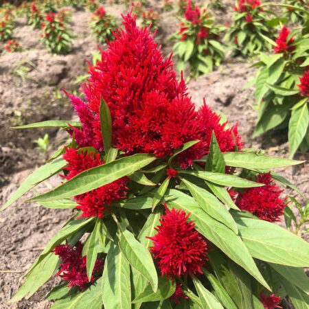 Chinese Wool Flower