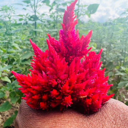 Chinese wool flower