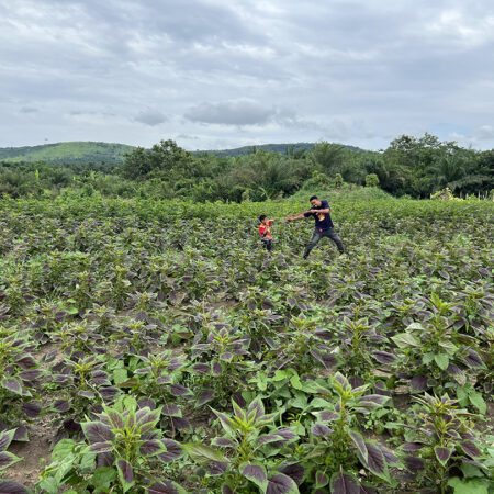 Lagos Spinach