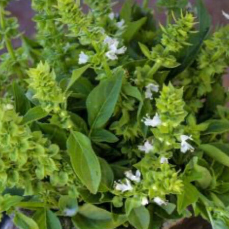 Akokomesa Basil