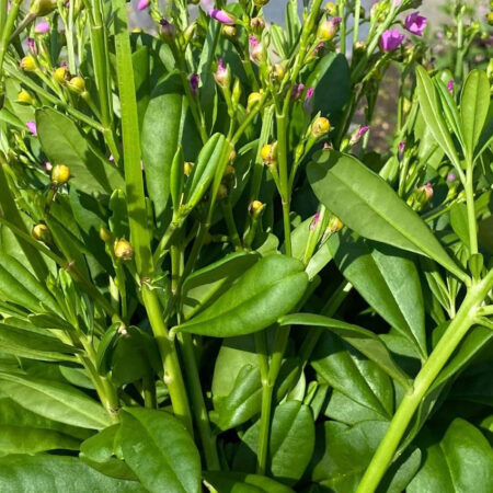 Bokoboko Spinach