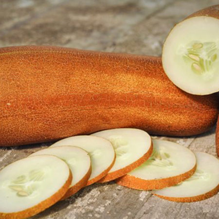 Gagon Cucumber