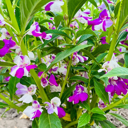 Indonesia double petal