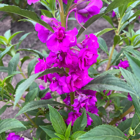 Indonesia Single Petal