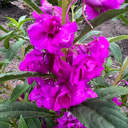 Indonesia Single Petal