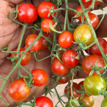 Nsoso Cherry Tomato