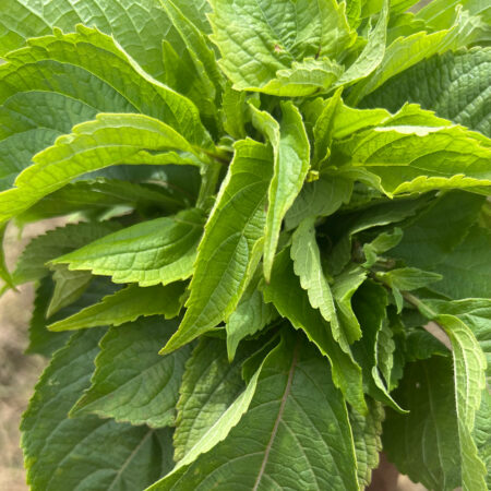 Nunum Basil